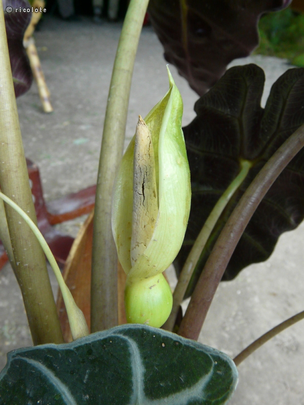 Araceae - Alocasia sanderiana - Alocasie de Sander