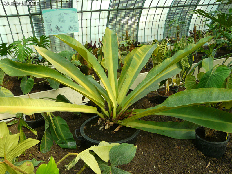 Araceae - Anthurium acaule - Anthurium