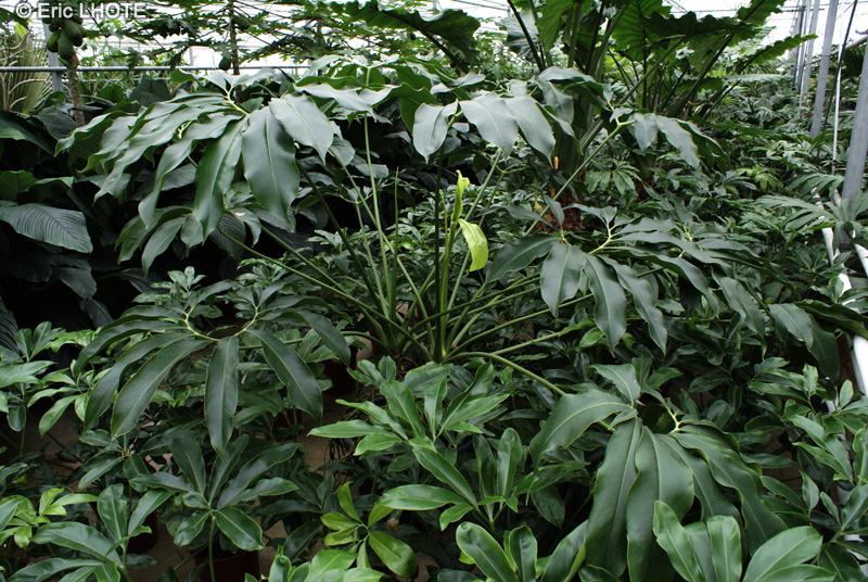 Araceae - Anthurium pedatum - Flamant rose, Langue de feu