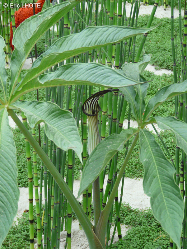 Araceae - Arisaema conccinum - Arisème chinois