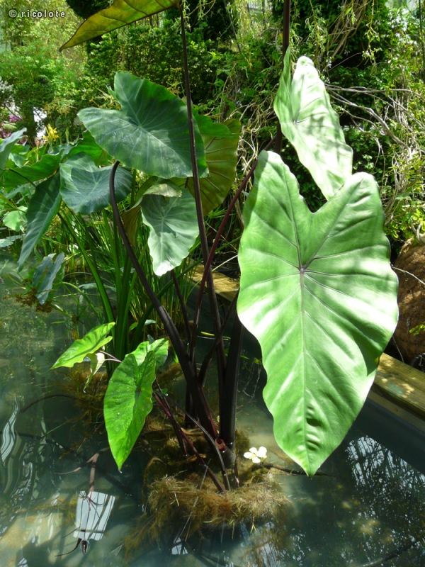 Araceae - Colocasia esculenta Black Stem - Colocase, Choux de chine
