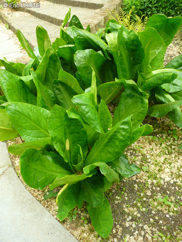 Araceae - Lysichiton americanus - Lysichiton américain