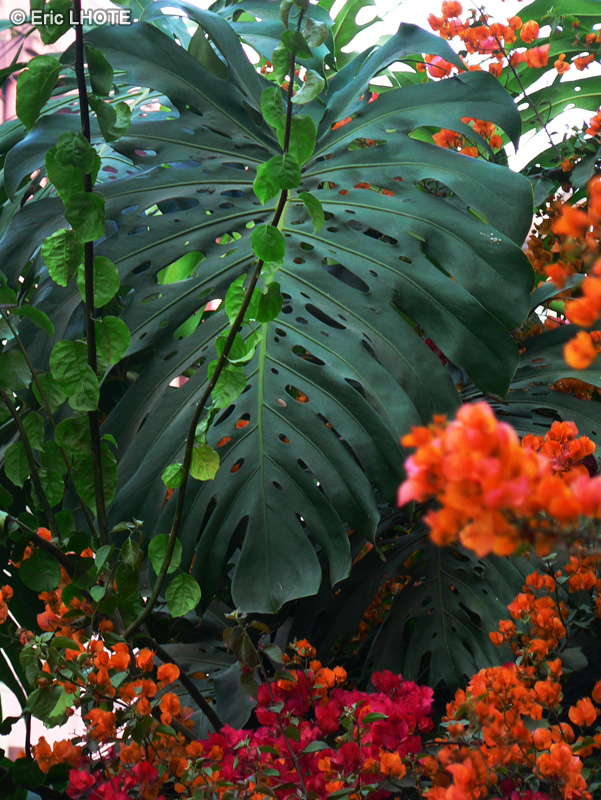 Araceae - Monstera deliciosa - Faux Philodendron, Fruit délicieux, Ananas du pauvre