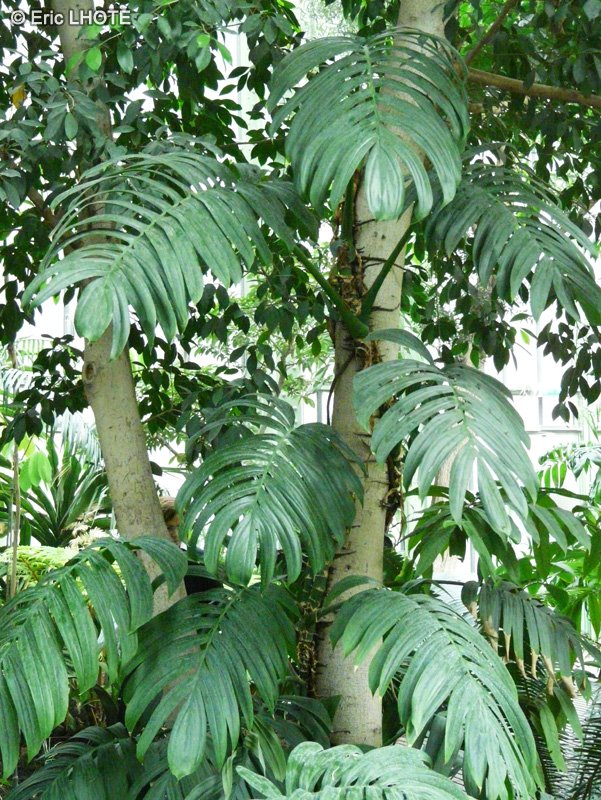 Araceae - Monstera sp. - Faux Philodendron