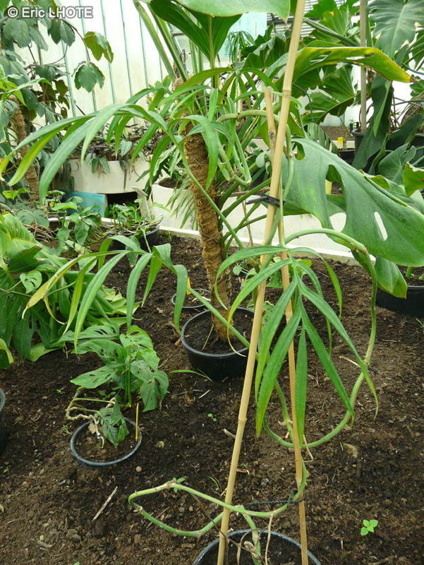 Araceae - Monstera subpinnata - Monstera