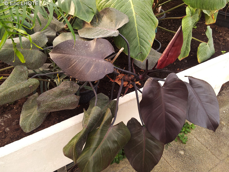 Araceae - Philodendron Burgundy - Philodendron