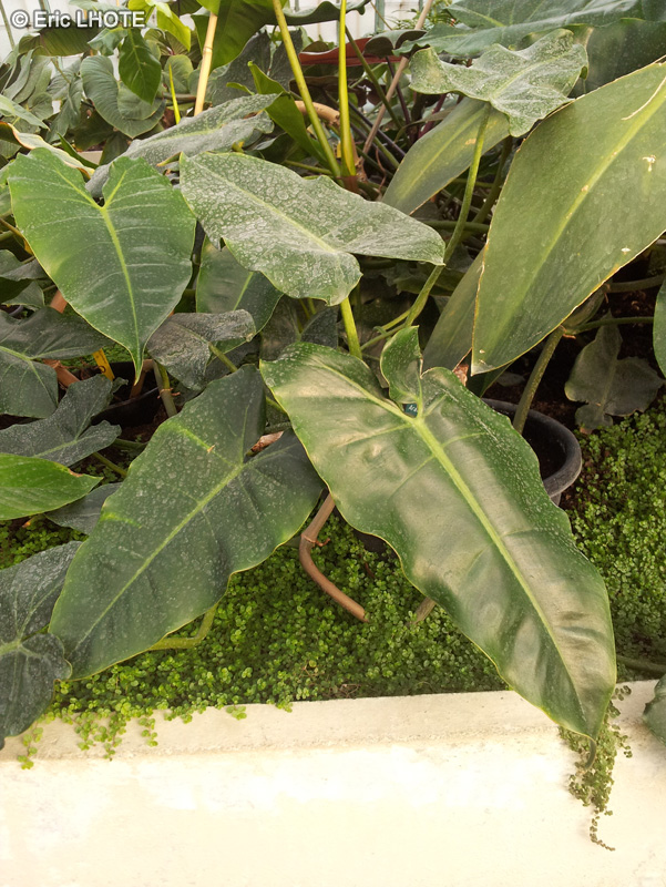 Araceae - Philodendron acutatum - Philodendron