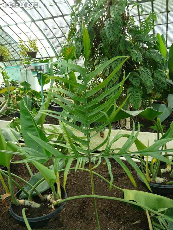 Araceae - Philodendron polypodioides - Philodendron