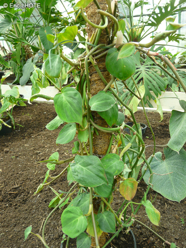 Araceae - Philodendron scandens - Philodendron