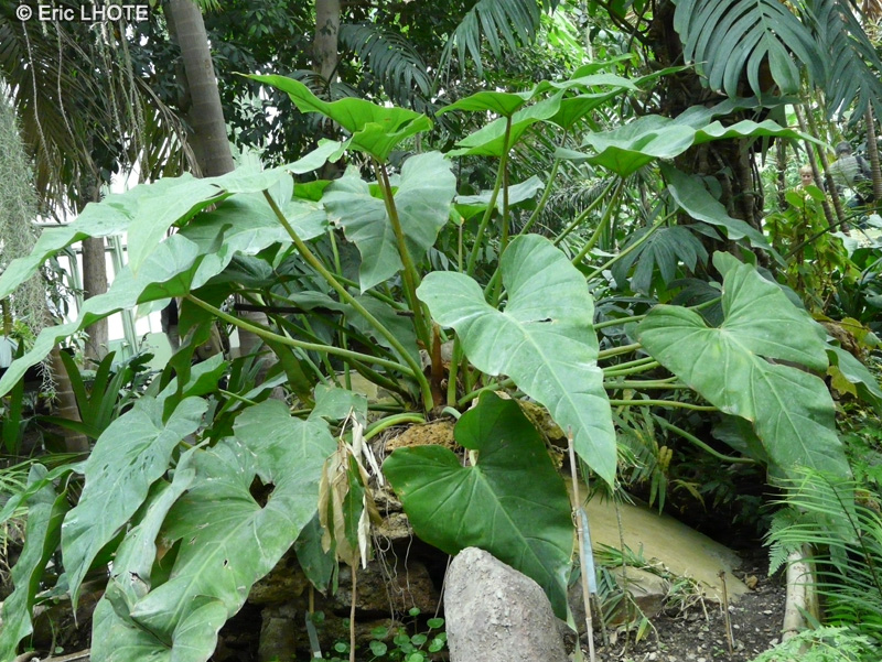 Araceae - Philodendron simsii - Philodendron