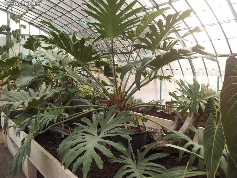 Araceae - Philodendron x macneilianum - Philodendron