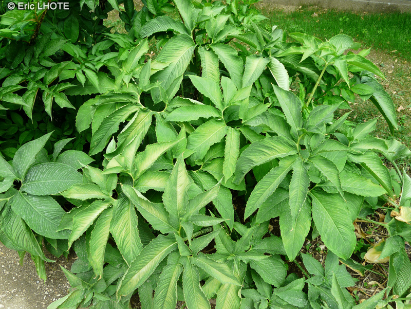 Araceae - Sauromatum guttatum - Lézard végétal