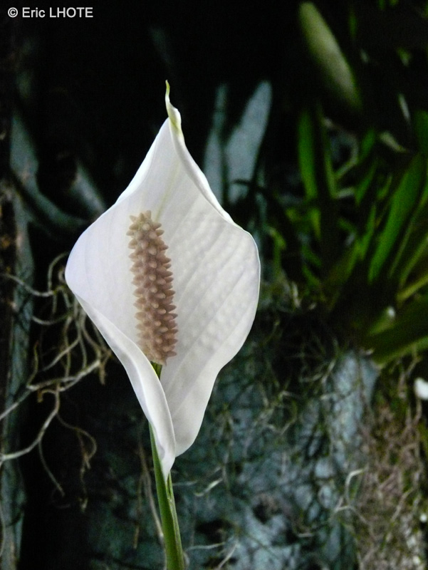 Araceae - Spathiphyllum x - Faux Arum, Fleur de lune, Lis de la paix