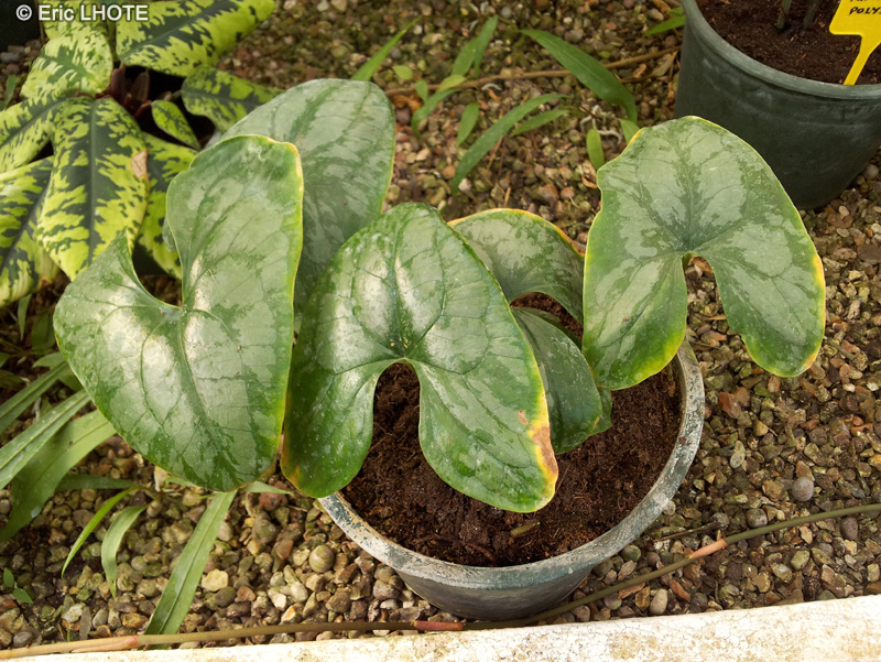 Araceae - Stylochiton bogneri - Stylochiton