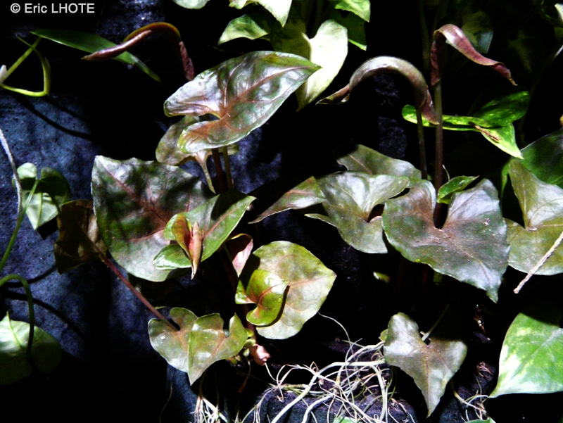 Araceae - Syngonium Red Knight - Syngonium, Pointe de flèche