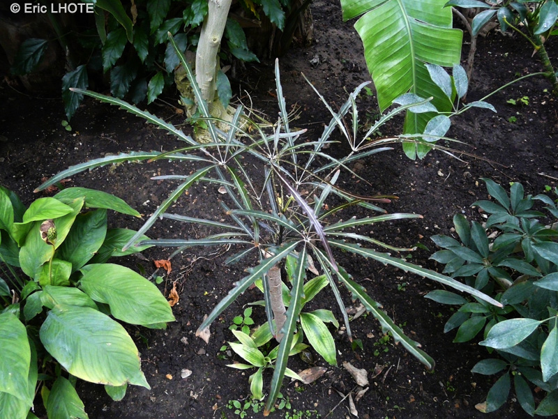Araliaceae - Dizygotheca elegantissima - Faux Aralia