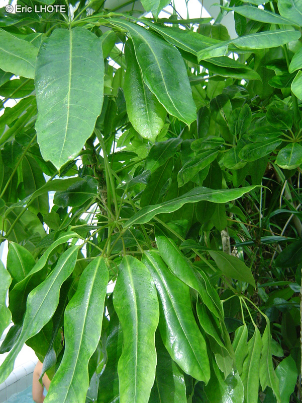 Araliaceae - Schefflera actinophylla - Arbre ombelle, Arbre parapluie