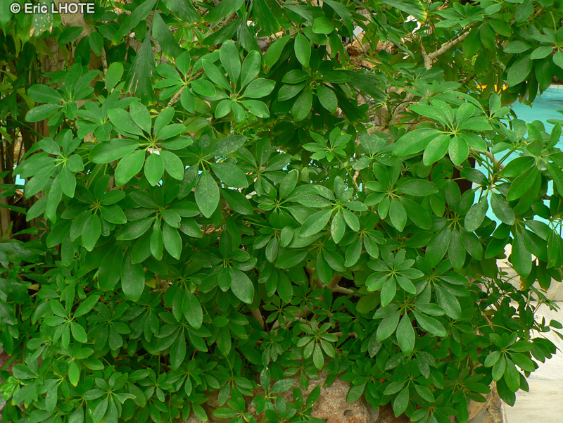 Araliaceae - Schefflera arboricola - Arbre ombelle, Arbre parapluie