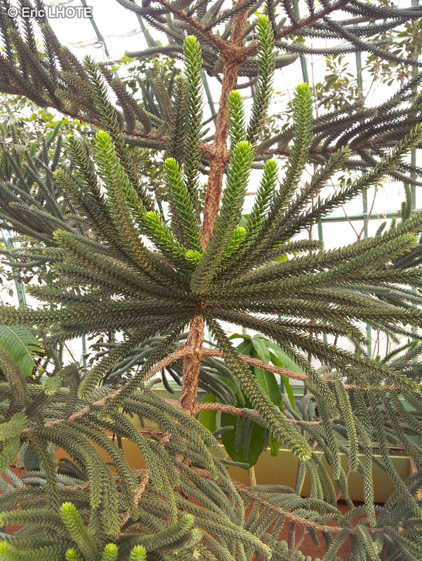 Araucariaceae - Araucaria muelleri - Pin canlélabre, Araucaria de Mueller