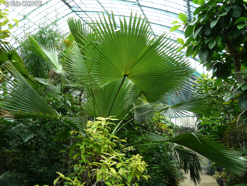 Arecaceae - Brahea edulis - Palmier de Guadalupe