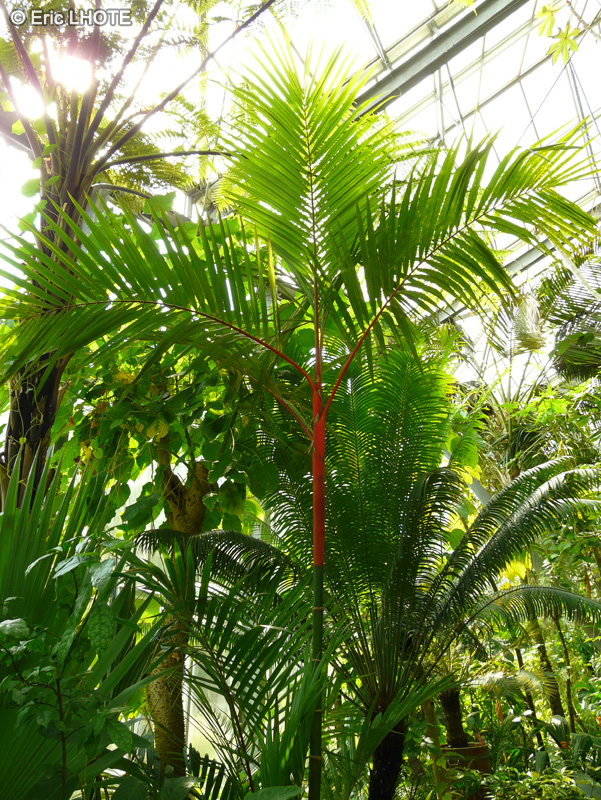 Arecaceae - Cyrtostachys renda - Palmier à tronc rouge, Palmier rouge à lèvre