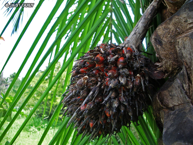 Arecaceae - Elaeis guineensis - Palmier à huile d’Afrique