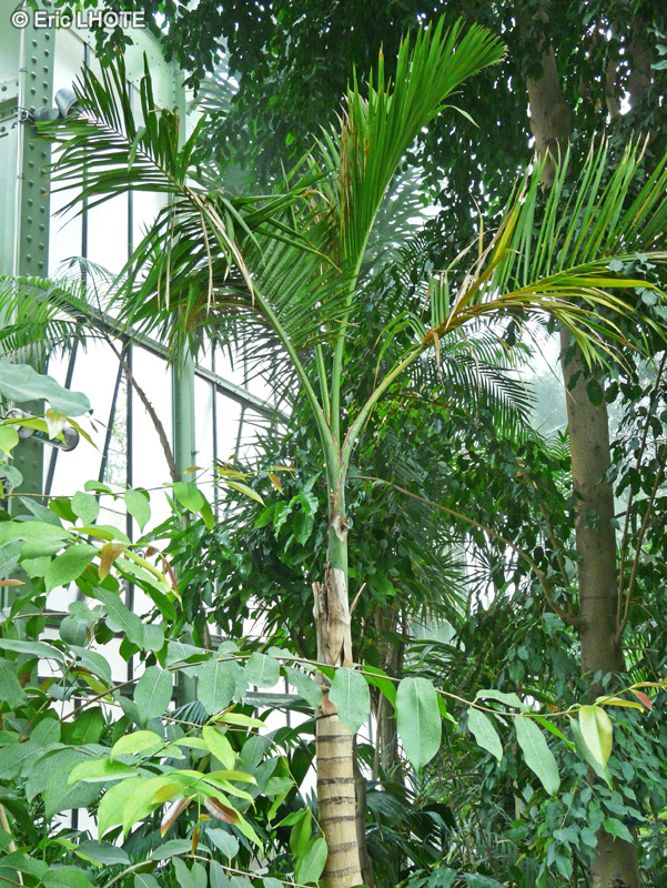 Arecaceae - Gaussia sp. - Gaussia