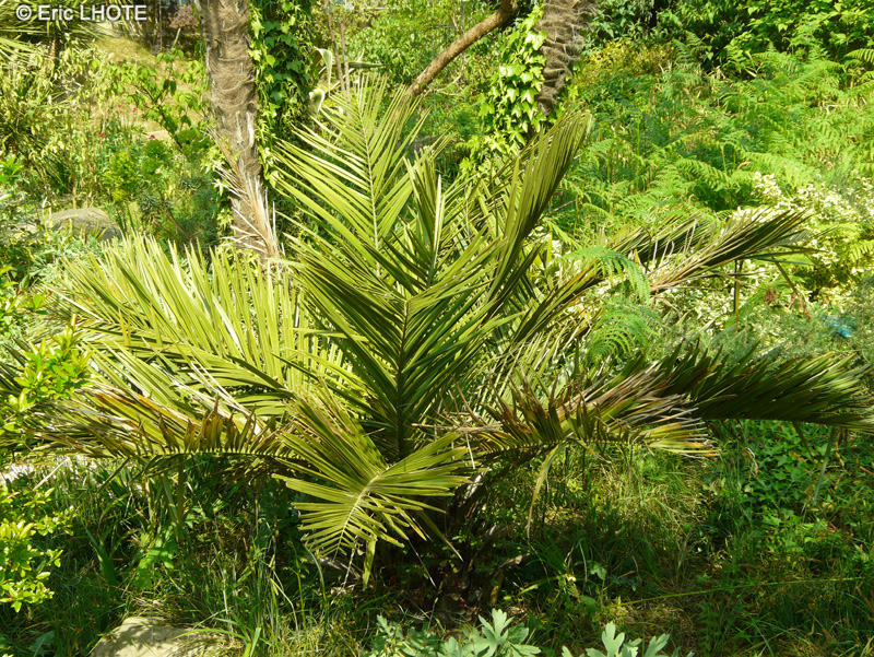 Arecaceae - Jubaea chilensis - Cocotier du Chili, Jubée