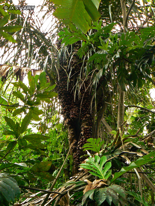 Arecaceae - Raphia ruffia, Raphia farinifera - Raphia