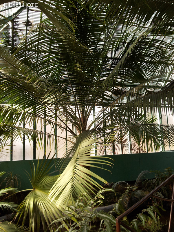 Arecaceae - Ravenea rivularis - Palmier majestueux