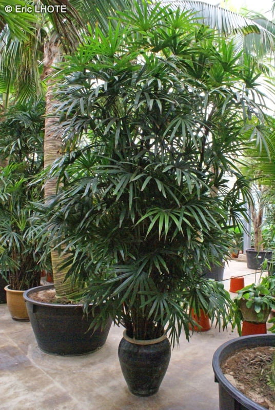 Arecaceae - Rhapis excelsa - Palmier bambou, Palmier Chinois