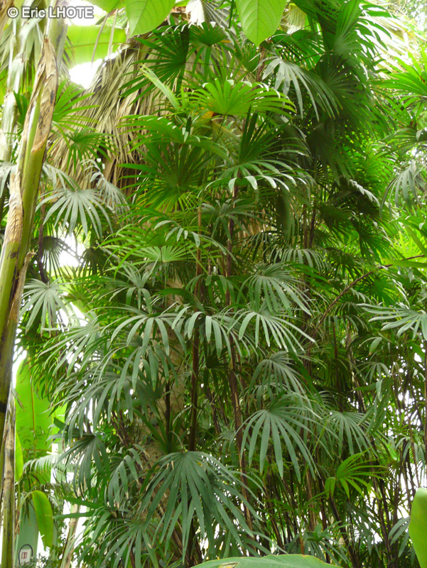 Arecaceae - Rhapis humilis, Rhapis javanica - Rhapide nain, Palmier Bambou