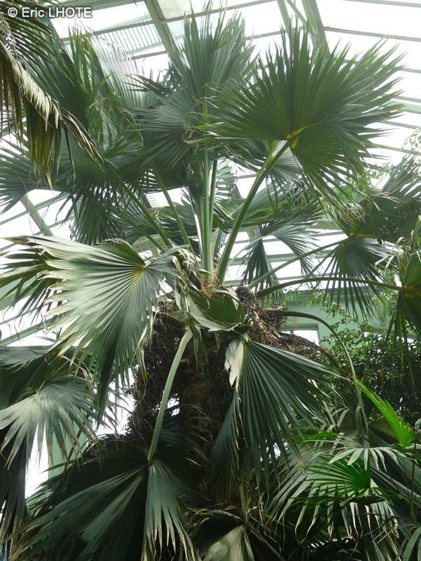 Arecaceae - Sabal bermudana bailey - Sabal des Bermudes