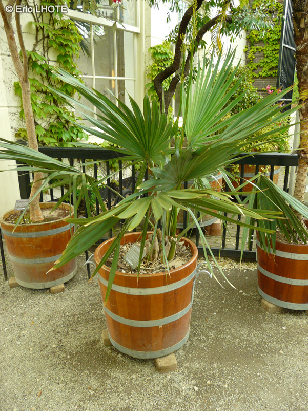 Arecaceae - Sabal minor - Sabal nain