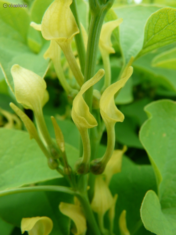  - Aristolochia clematitis - 