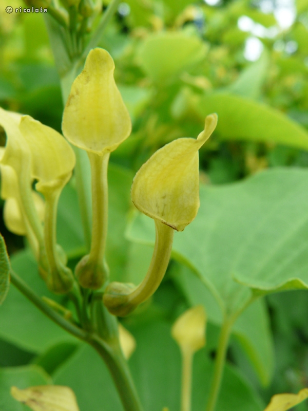  - Aristolochia clematitis - 
