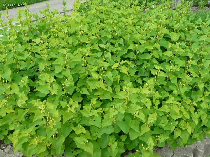  - Aristolochia clematitis - 