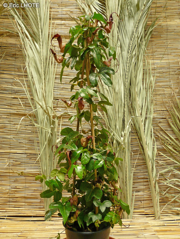 Aristolochiaceae - Aristolochia kewensis - Aristoloche, Fleur siphon
