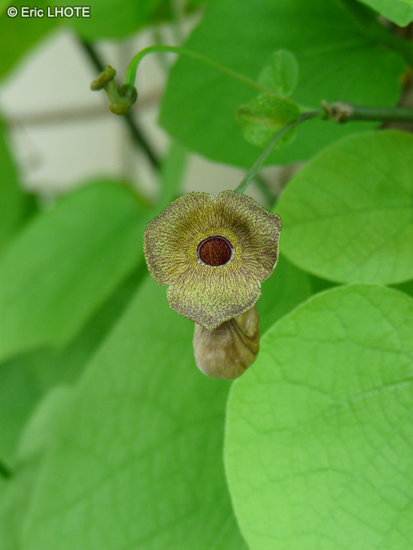  - Aristolochia macrophylla - 