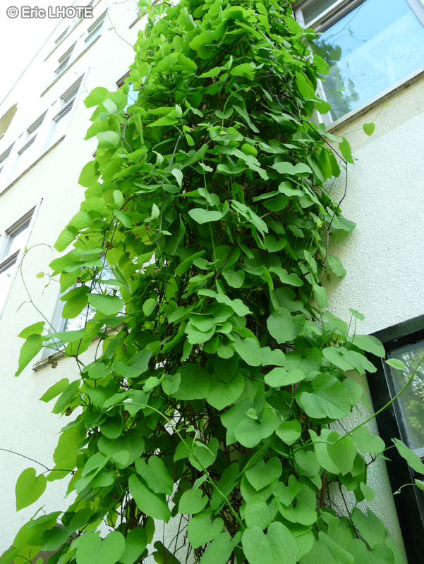 Aristolochiaceae - Aristolochia macrophylla - Aristoloche siphon