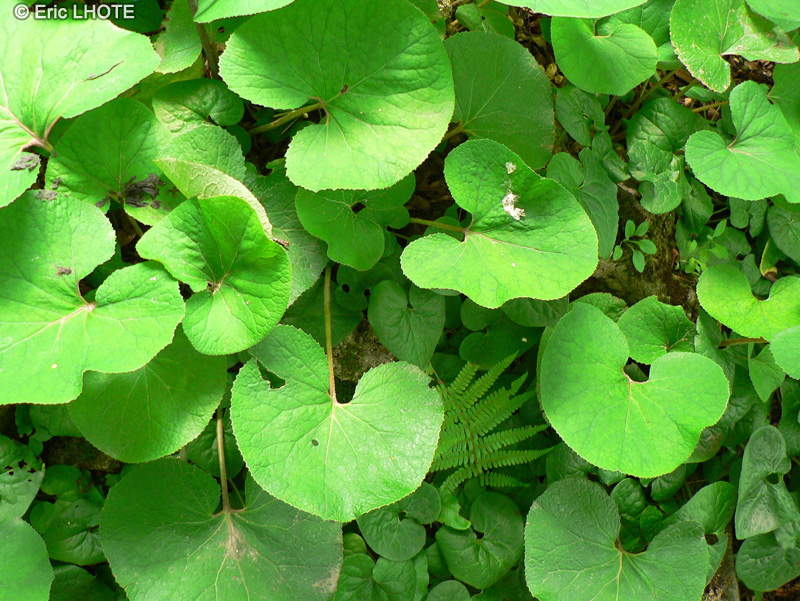 Aristolochiaceae - Asarum canadense - Gingembre sauvage, Asaret du Canada