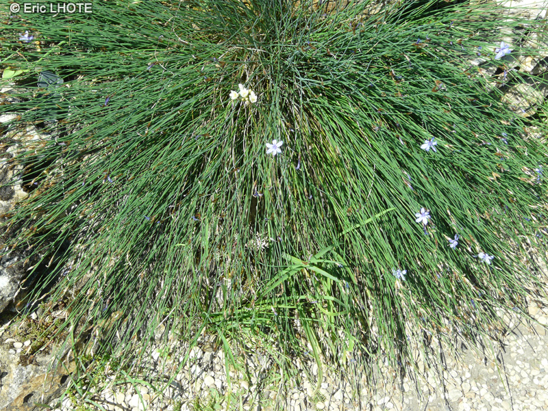 Asparagaceae - Aphyllanthes monspeliensis - Aphyllante de Montpellier, Oeillet bleu de Montpellier, Jonciole, Bragalou