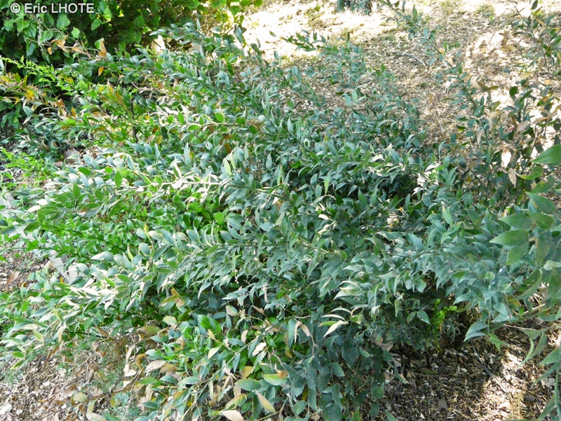Asparagaceae - Danae racemosa - Laurier d’Alexandrie, Fragon à grappes