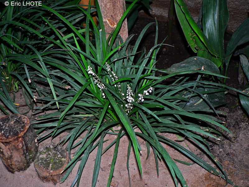 Asparagaceae - Ophiopogon nigrescens - Ophiopogon, Muguet du Japon, Barbe de serpent