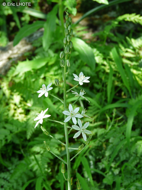Asparagaceae - Ornithogalum narbonense - Ornithogale de Narbonne