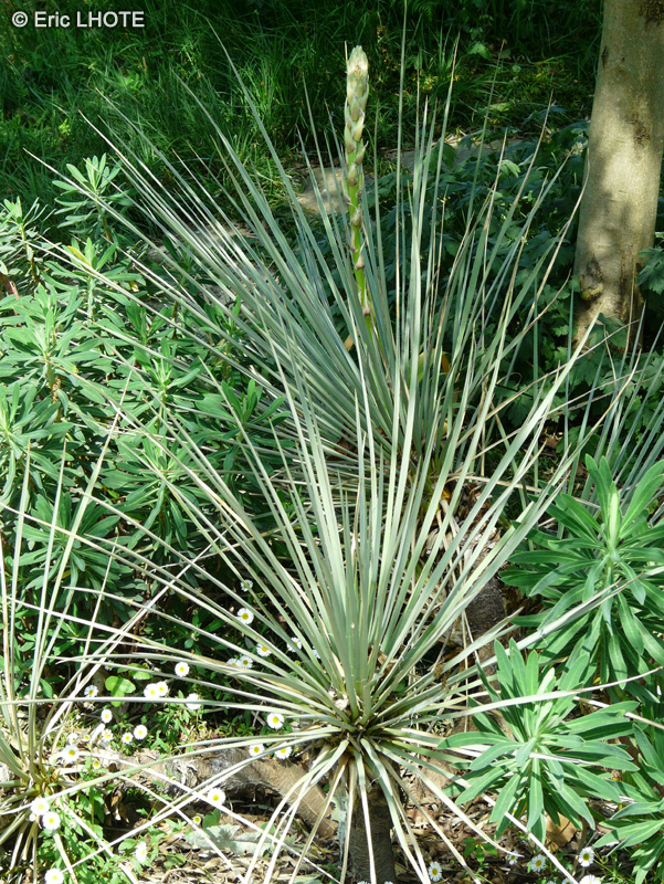 Asparagaceae - Yucca angustifolia, Yucca radiosa, Yucca glauca - Yucca, Dague Espagnole