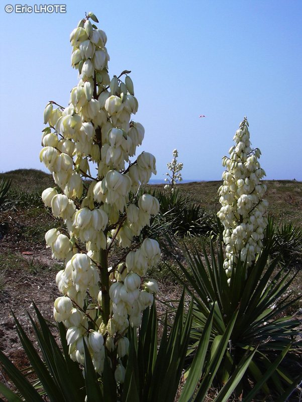 Asparagaceae - Yucca gloriosa - Yucca