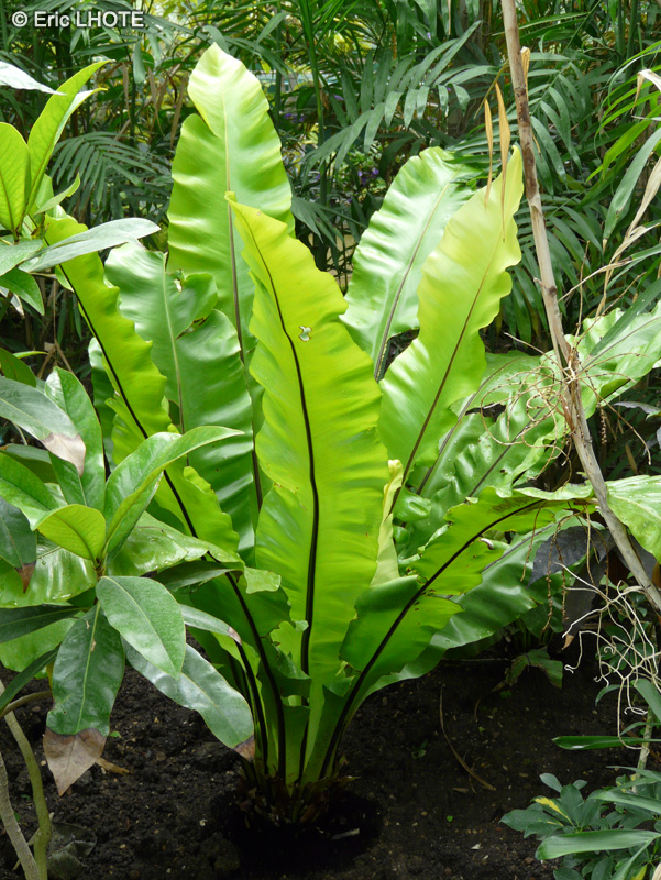Aspleniaceae - Asplenium nidus - Foug&egrave;re nid d&rsquo;oiseau, Aspl&eacute;nie nid d&rsquo;oiseau