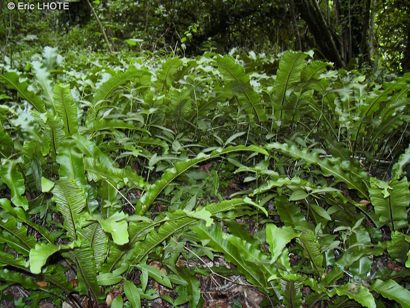  - Asplenium scolopendrium - 