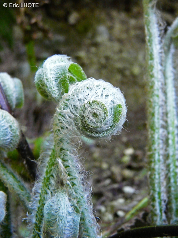  - Asplenium scolopendrium - 